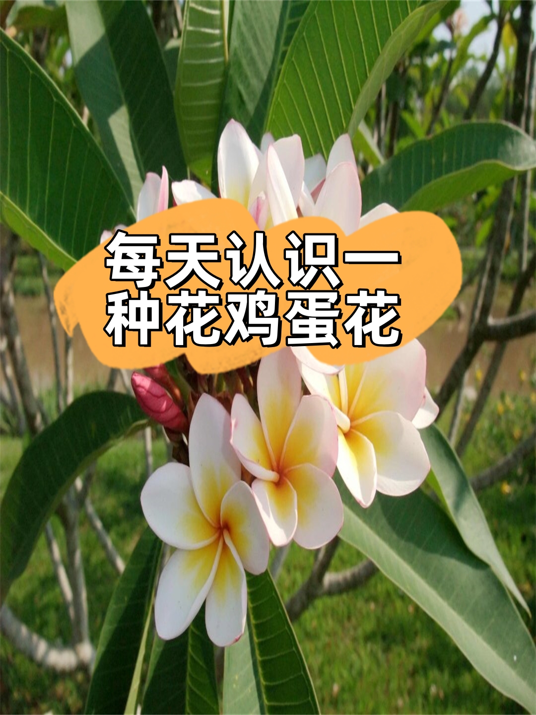 鸡蛋花为什么叫男人花(鸡蛋花象征着什么意义为什么)