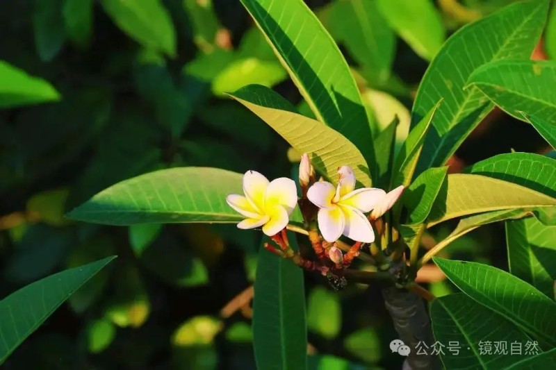 鸡蛋花为什么叫男人花(鸡蛋花象征着什么意义为什么)