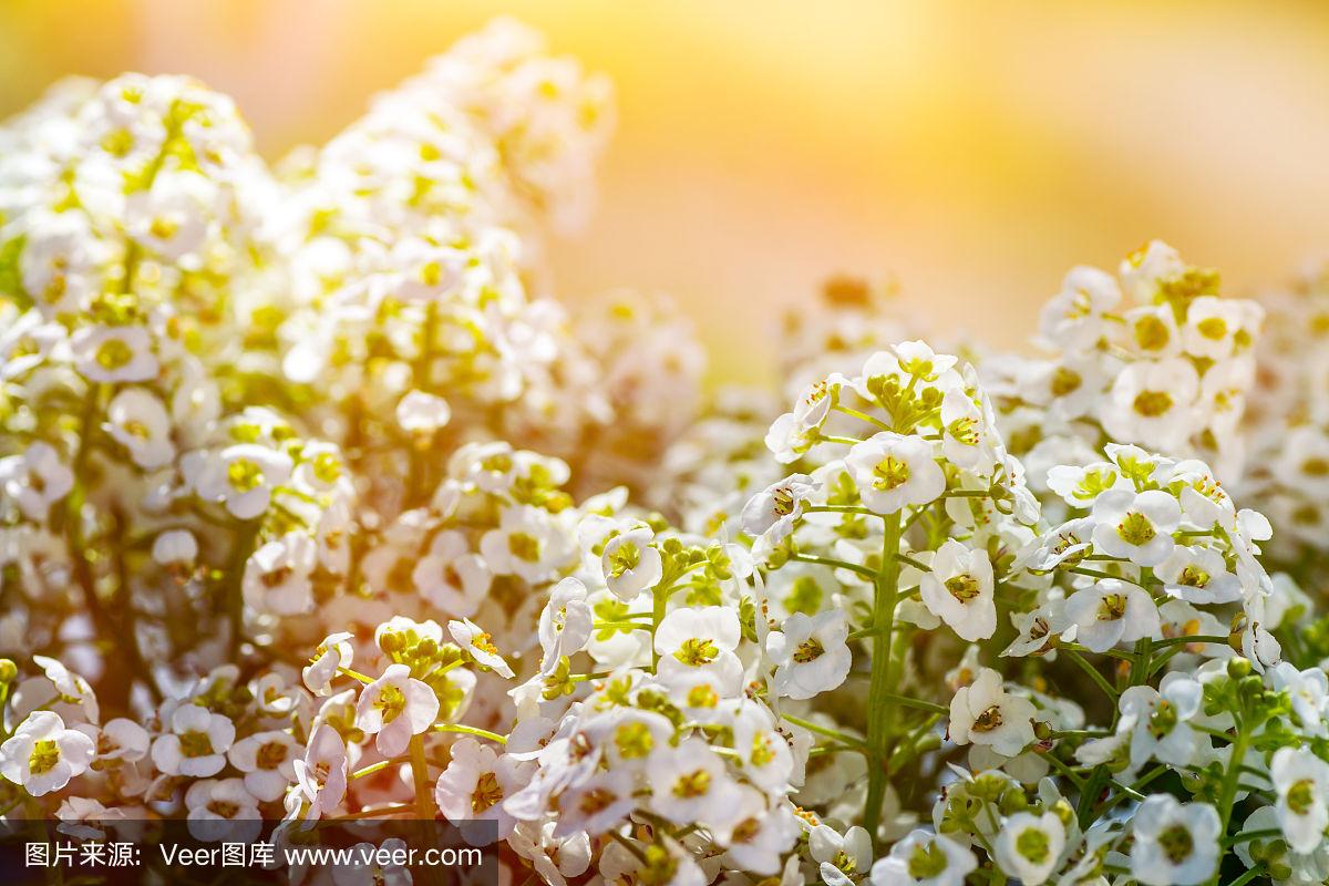 香椿花(香椿花的功效) 香椿花(香椿花的功效)