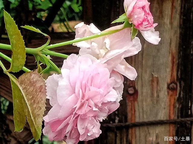 梨花带雨什么意思(说小孩哭梨花带雨什么意思) 梨花带雨什么意思(说小孩哭梨花带雨什么意思)