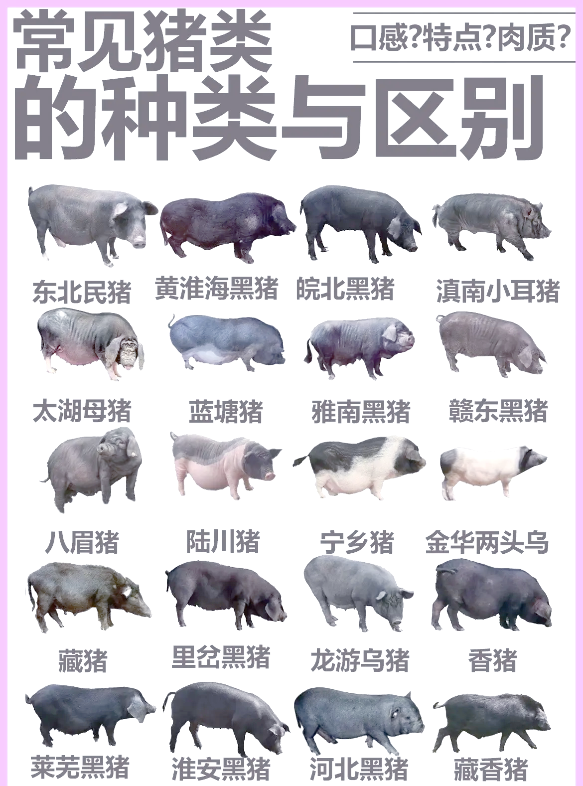 猪是哪年出生的几岁(猪是几几年出生的年份) 猪是哪年出生的几岁(猪是几几年出生的年份)