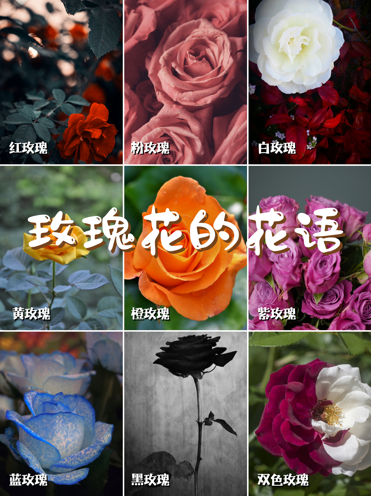 玫瑰花语颜色代表什么(玫瑰花颜色代表的含义花语)