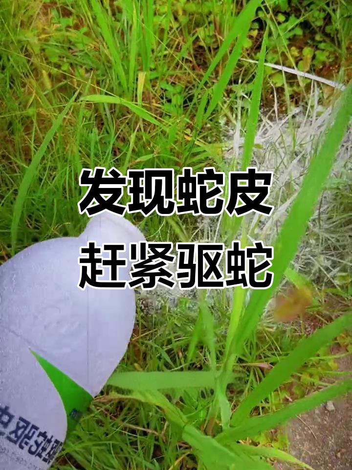 蛇皮是什么意思网络用语(网络流行语蛇皮是什么意思)