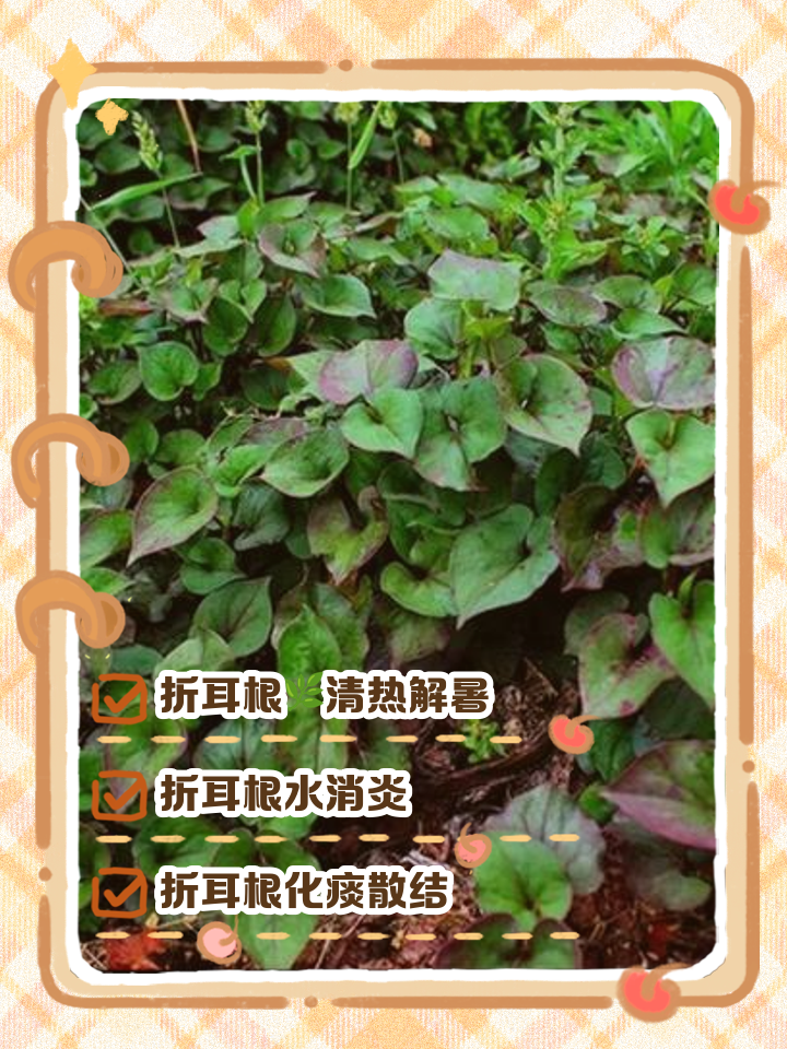 鱼腥草怎么种植(鱼腥草怎么种植与栽培) 鱼腥草怎么种植(鱼腥草怎么种植与栽培)
