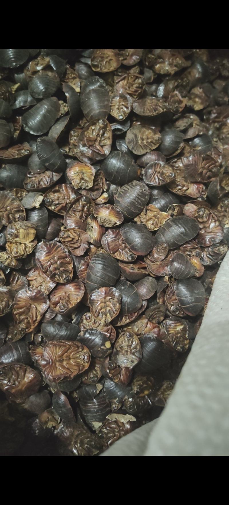 土鳖虫有毒对人体危害有几大(土鳖虫有毒对人体危害有几大类) 土鳖虫有毒对人体危害有几大(土鳖虫有毒对人体危害有几大类)