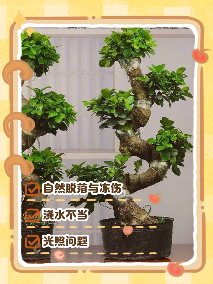 摇钱树叶子发黄掉落怎么办?如何补救的简单介绍