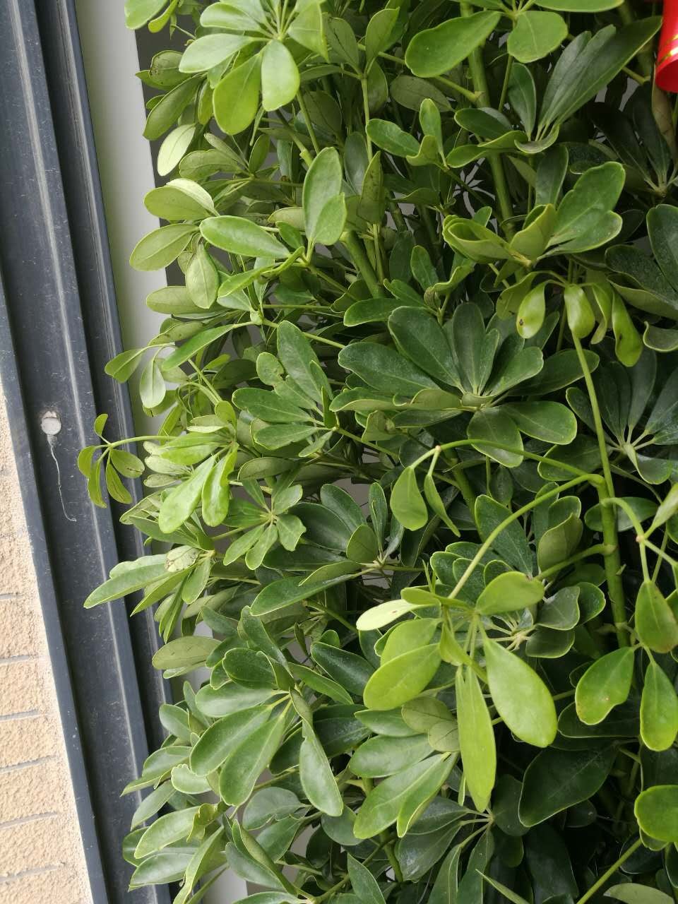 摇钱树叶子发黄掉落怎么办?如何补救的简单介绍 摇钱树叶子发黄掉落怎么办?如何补救的简单介绍