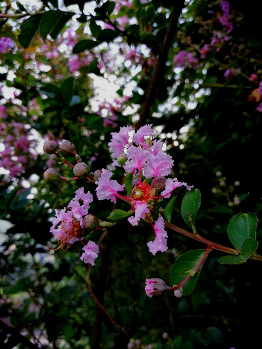 花枝招展(花枝招展的动物)