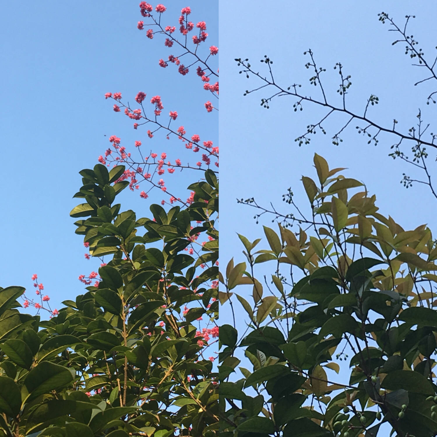 春华秋实的意思解释(春华秋实的解释是什么)