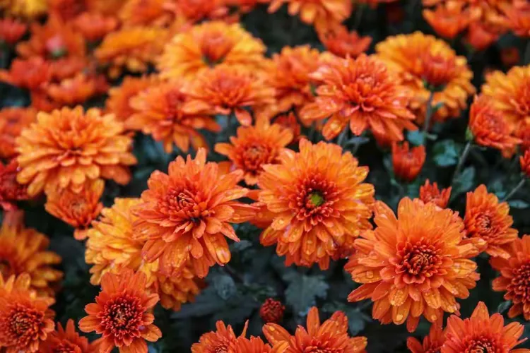 走马观花的意思(走马观花打一最佳生肖) 走马观花的意思(走马观花打一最佳生肖)