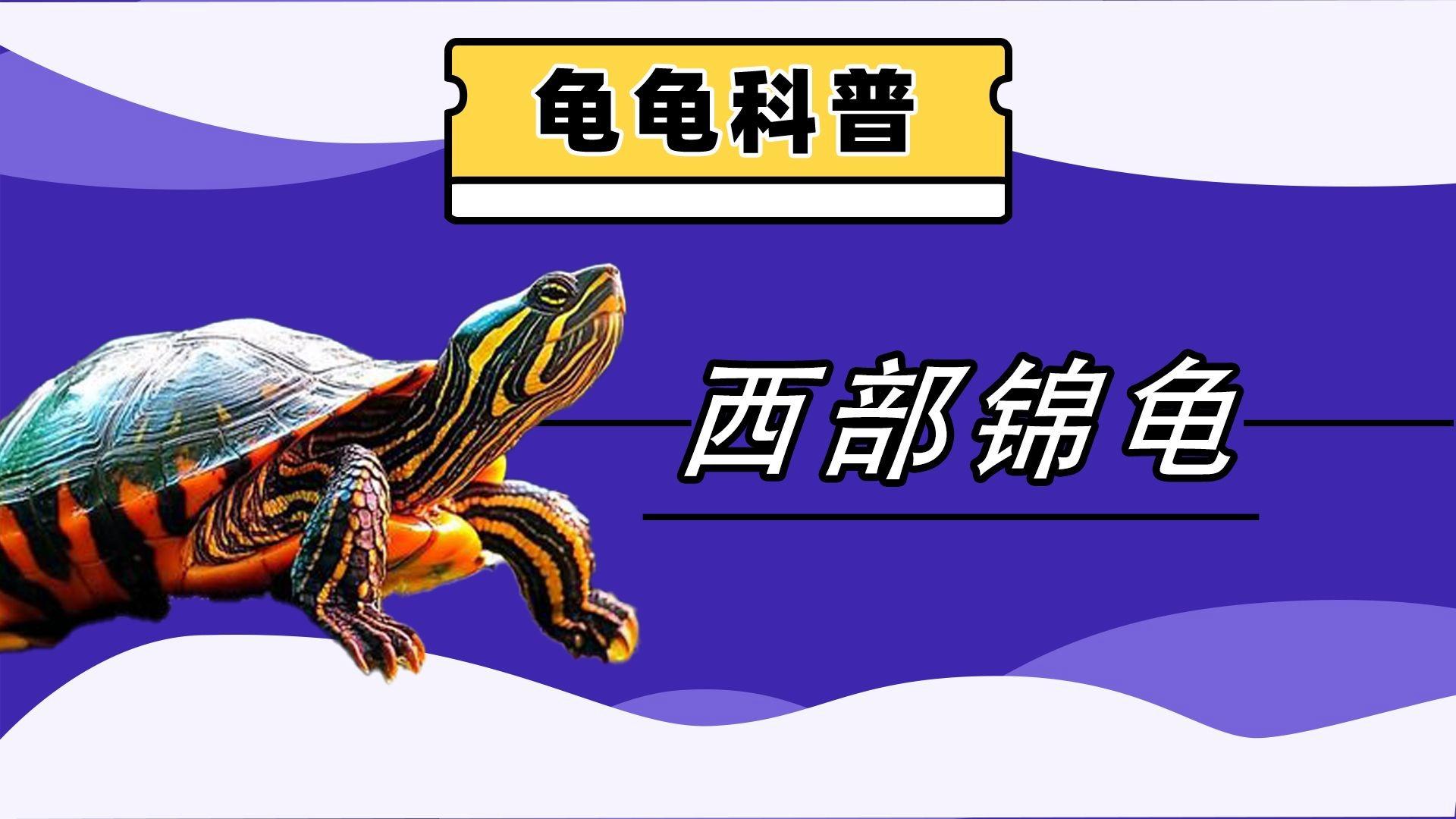 西部锦龟(西部锦龟能长多大)