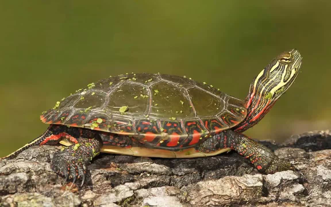 西部锦龟(西部锦龟能长多大) 西部锦龟(西部锦龟能长多大)