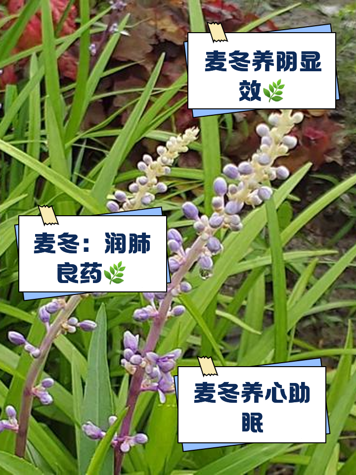山麦冬的功效与作用(阔叶山麦冬的功效与作用)