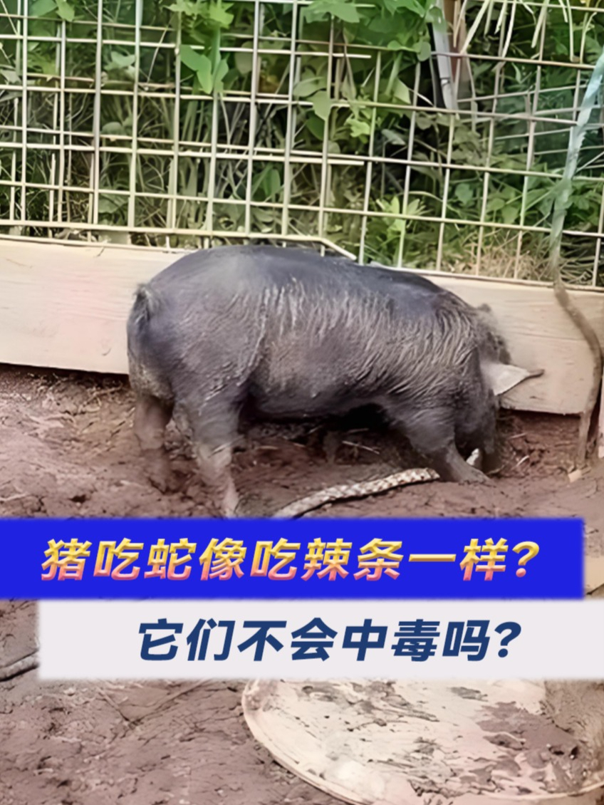 蛇跟猪在一起谁最倒霉(1983属猪人遇到属蛇人) 蛇跟猪在一起谁最倒霉(1983属猪人遇到属蛇人)