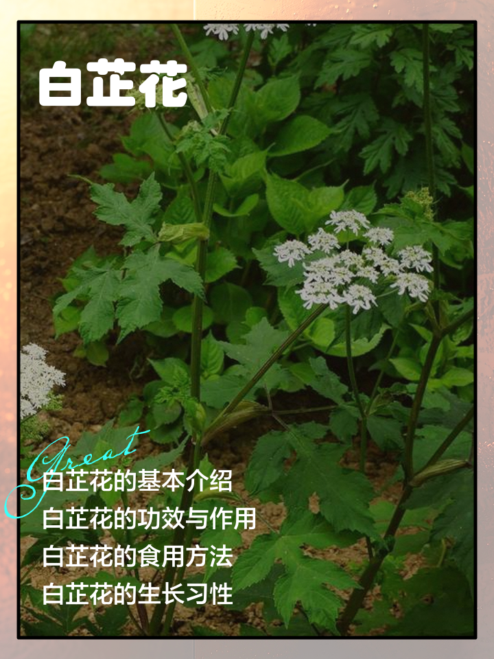 白芷图片和功效和作用(白芷的功效与作用及禁忌副作用)
