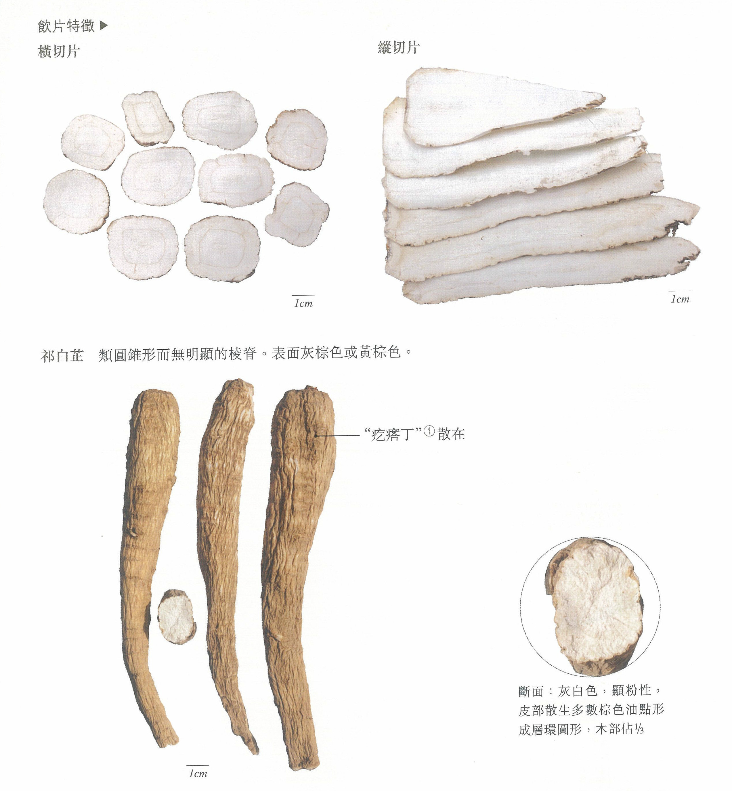 白芷图片和功效和作用(白芷的功效与作用及禁忌副作用) 白芷图片和功效和作用(白芷的功效与作用及禁忌副作用)