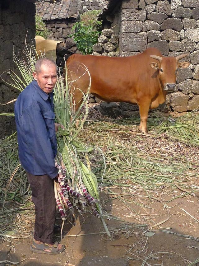 farmer什么意思(farmer是什么中文意思)