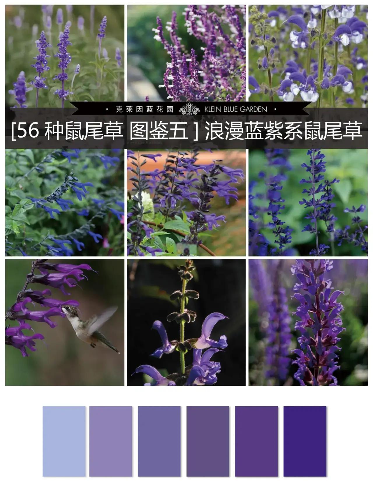 蓝色和紫色混合是什么颜色(蓝色和紫色混合会变成什么颜色) 蓝色和紫色混合是什么颜色(蓝色和紫色混合会变成什么颜色)