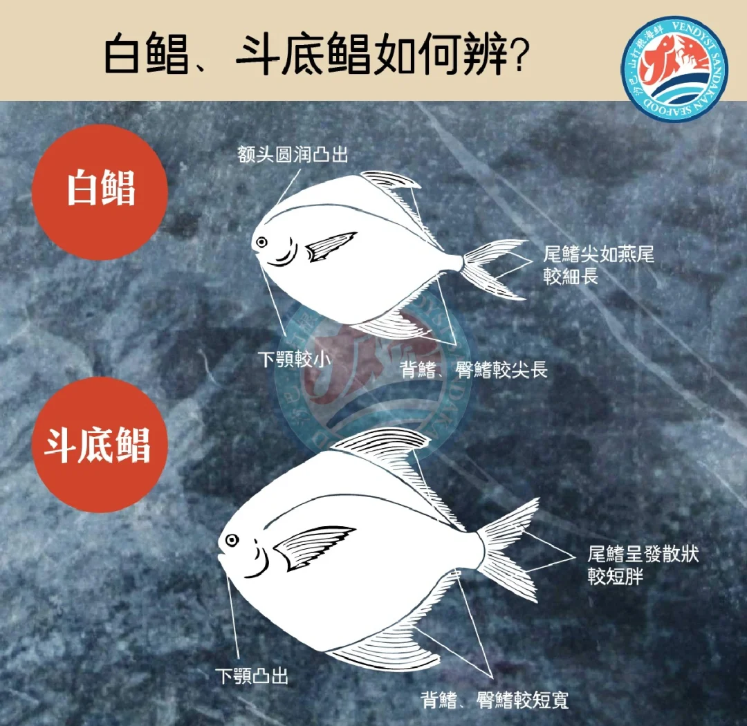 白鲳鱼和金鲳鱼哪个好(白鲳鱼和金鲳鱼哪个好吃) 白鲳鱼和金鲳鱼哪个好(白鲳鱼和金鲳鱼哪个好吃)