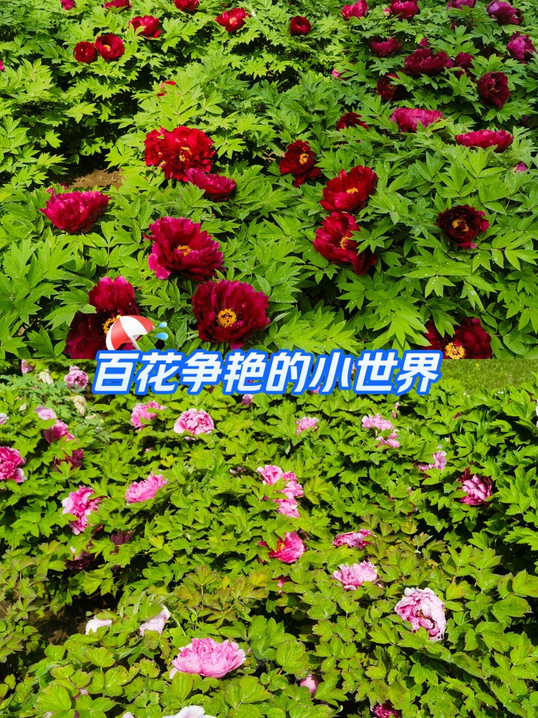 百花争艳意思(百花争艳什么意思?)