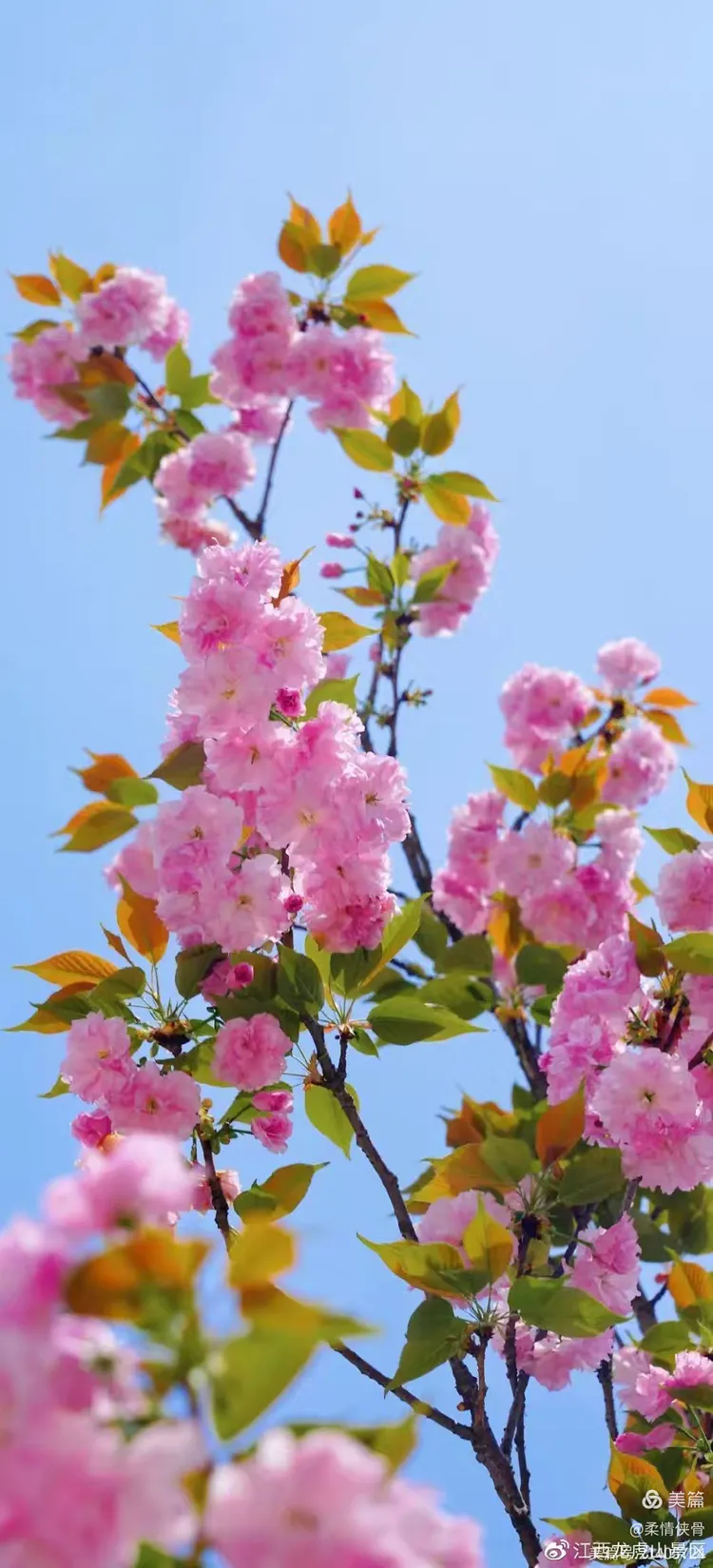 百花争艳意思(百花争艳什么意思?) 百花争艳意思(百花争艳什么意思?)