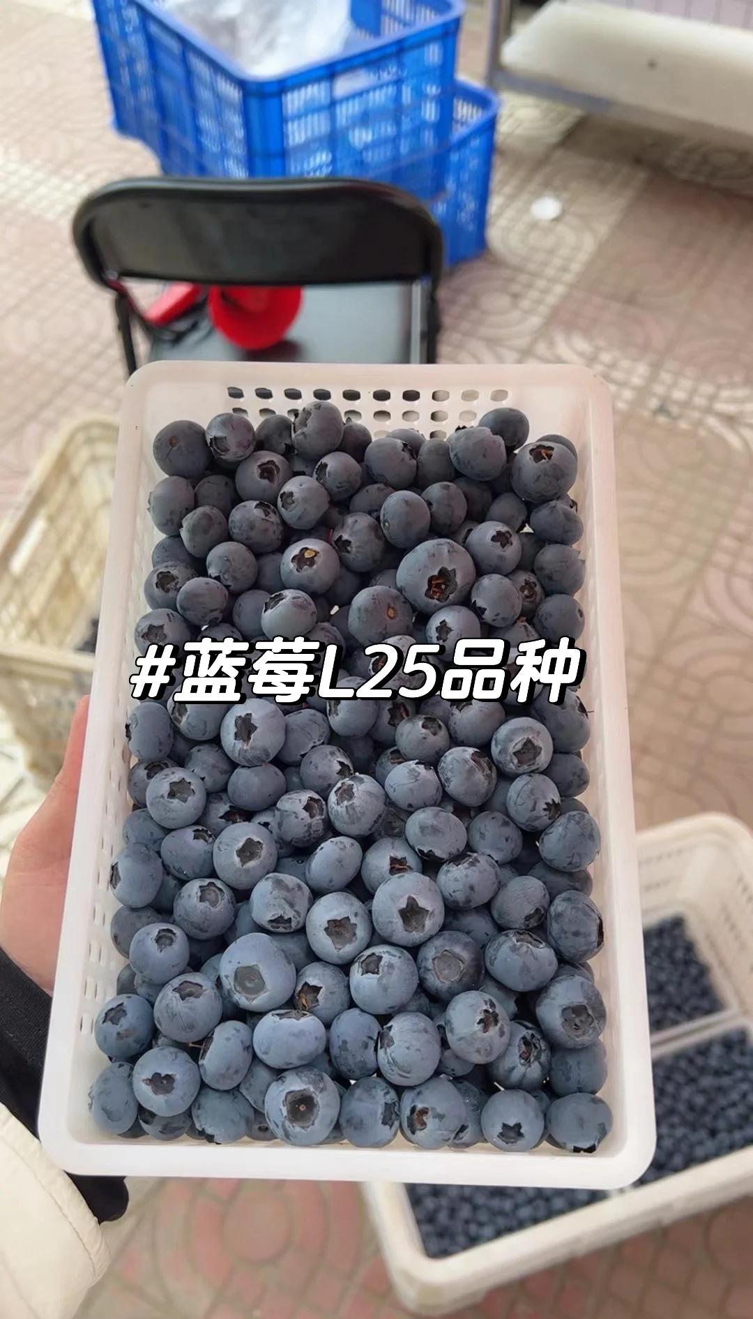 蓝莓可以一天吃一盒吗(蓝莓可以一天吃一盒吗女生) 蓝莓可以一天吃一盒吗(蓝莓可以一天吃一盒吗女生)