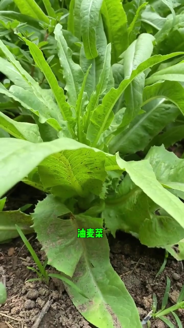 六月份种什么菜(北方六月份种什么菜)