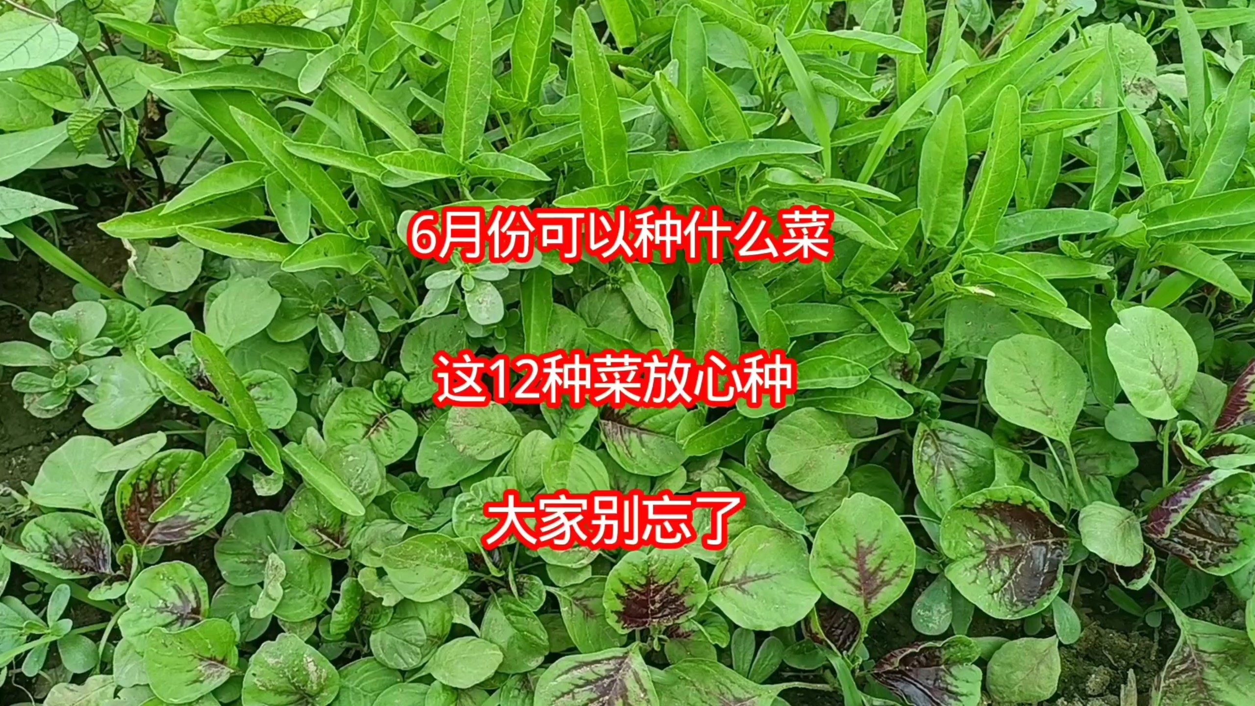 六月份种什么菜(北方六月份种什么菜)