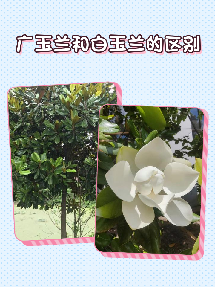 广玉兰花有毒吗(广玉兰花有什么药用价值)