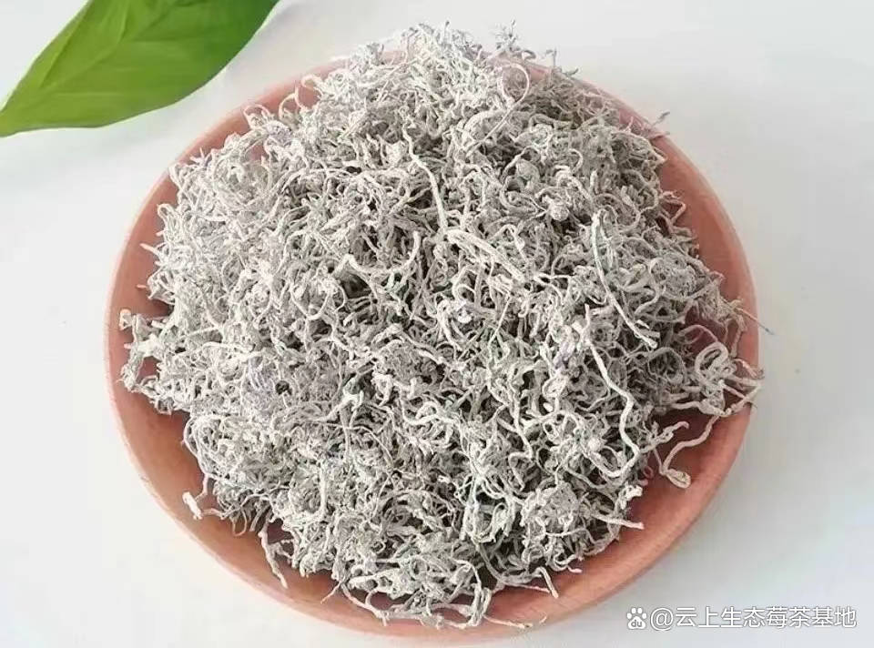 莓茶可以天天喝吗(莓茶可以天天喝吗?有什么好处) 莓茶可以天天喝吗(莓茶可以天天喝吗?有什么好处)
