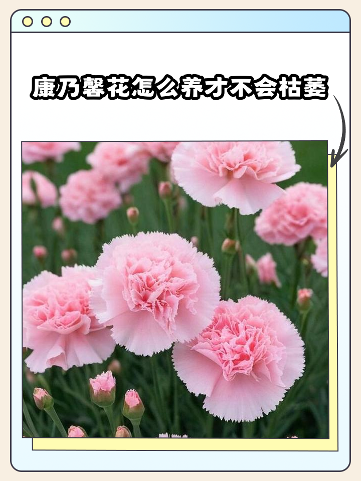 康乃馨花怎么养家庭养法(康乃馨怎么养家庭养法视频)