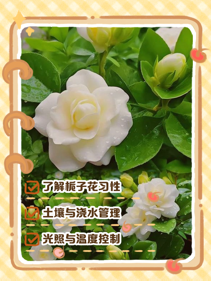 栀子花的养殖方法和注意事项(栀子花的养殖方法和注意事项有哪些,北方室内好养活吗?)