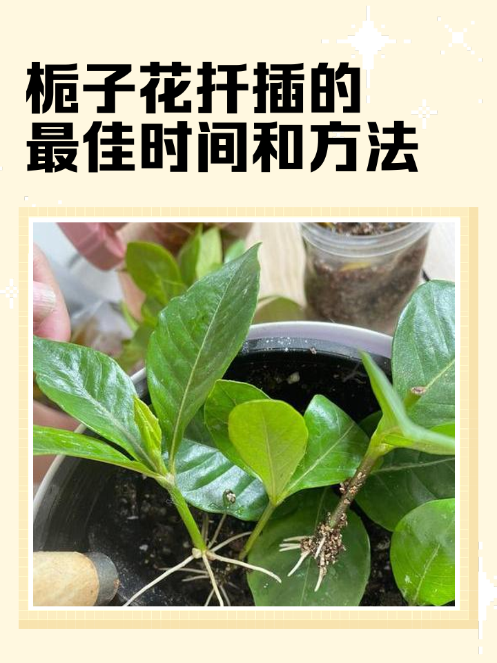 栀子花的养殖方法和注意事项(栀子花的养殖方法和注意事项有哪些,北方室内好养活吗?) 栀子花的养殖方法和注意事项(栀子花的养殖方法和注意事项有哪些,北方室内好养活吗?)
