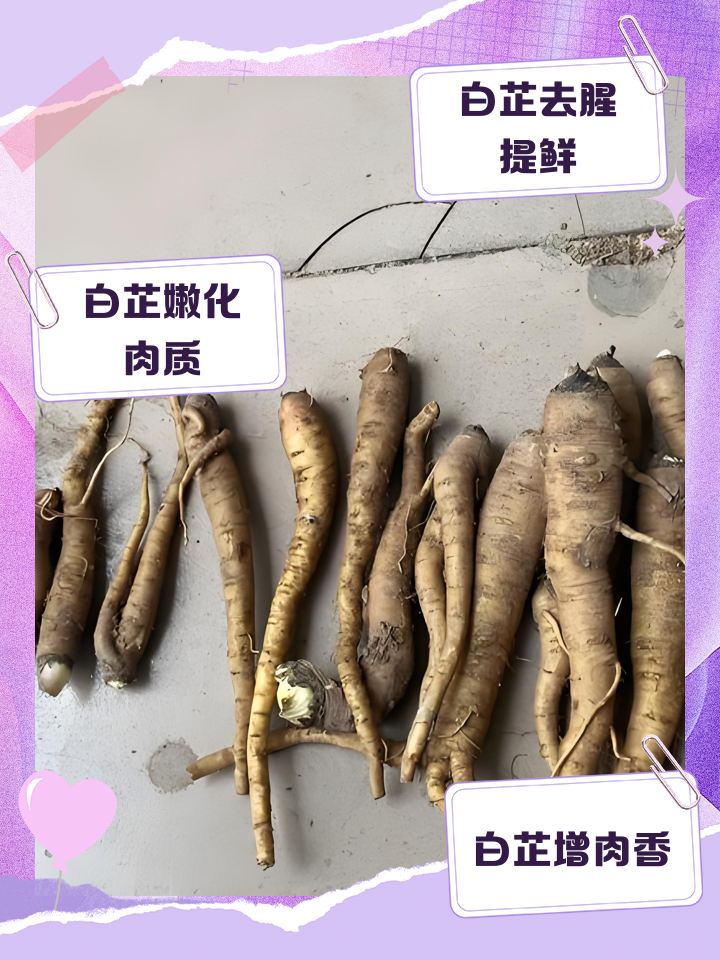 白芷的功效与作用图片(白芷的功效与作用图片 食用方法) 白芷的功效与作用图片(白芷的功效与作用图片 食用方法)