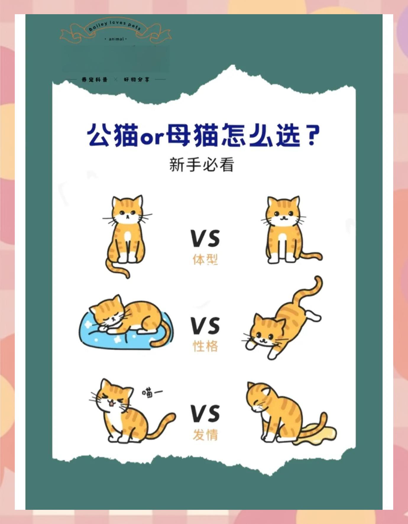 猫与主人的前世关系(猫与主人的前世关系怎么样) 猫与主人的前世关系(猫与主人的前世关系怎么样)