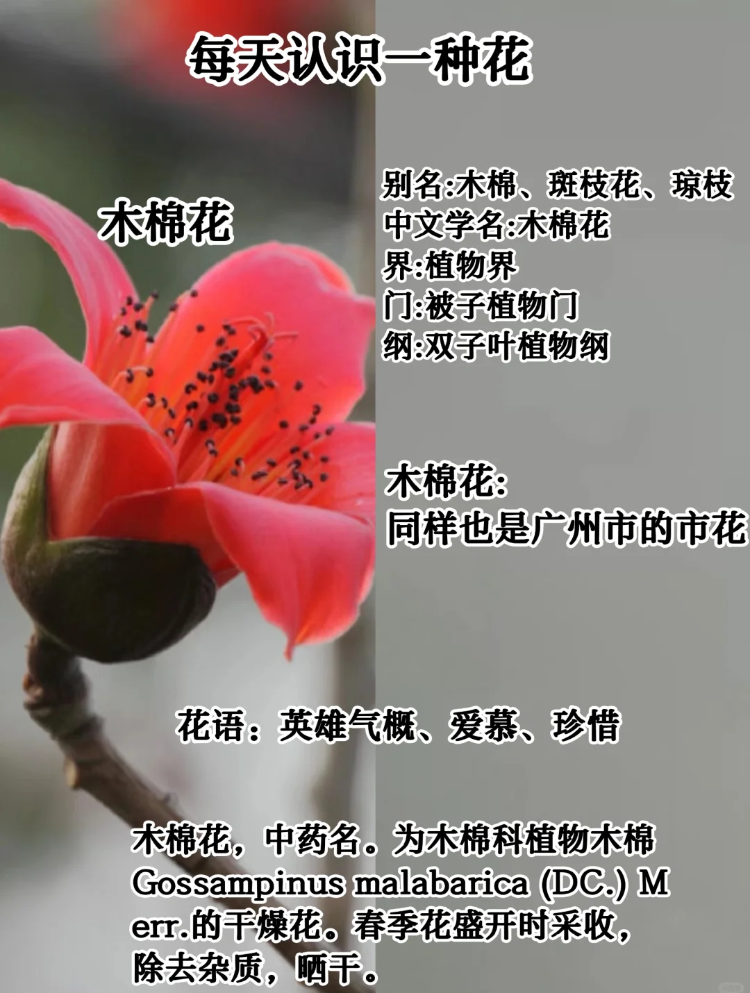 花香鸟语的意思解释(花香鸟语什么意思打一生肖)