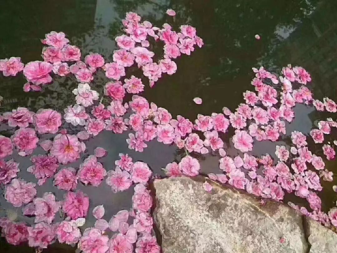 落英缤纷是什么意思(落英缤纷的解释是什么意思) 落英缤纷是什么意思(落英缤纷的解释是什么意思)
