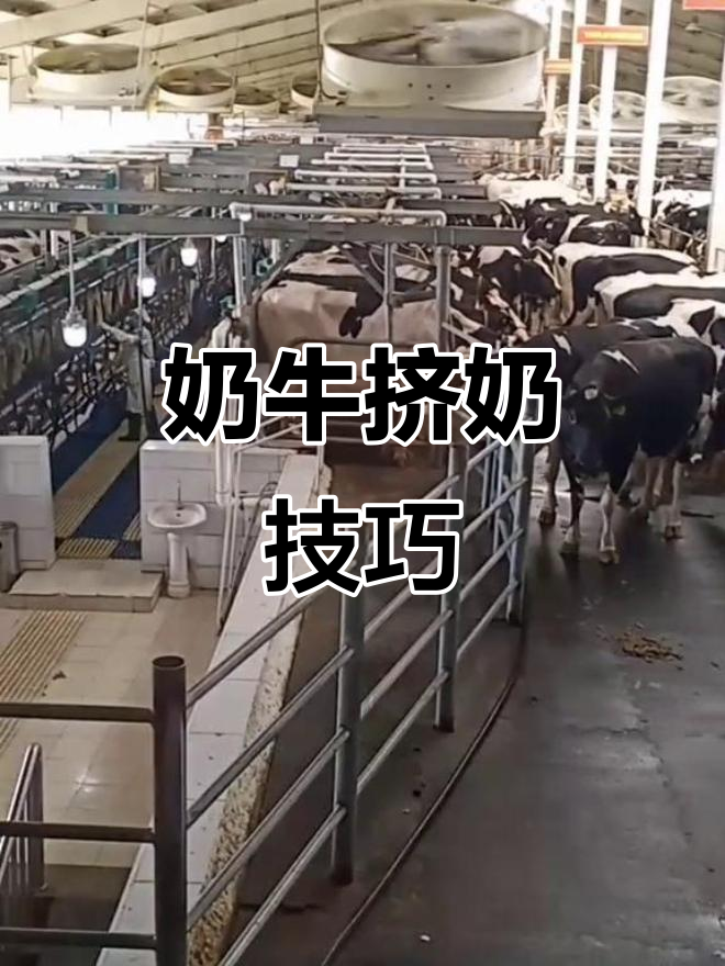 公开挤奶(挤奶的人叫啥) 公开挤奶(挤奶的人叫啥)