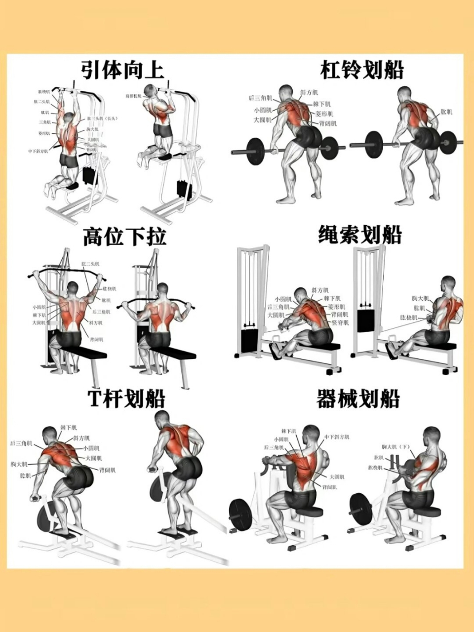 背肌怎么练(背部肌肉怎么练效果好) 背肌怎么练(背部肌肉怎么练效果好)