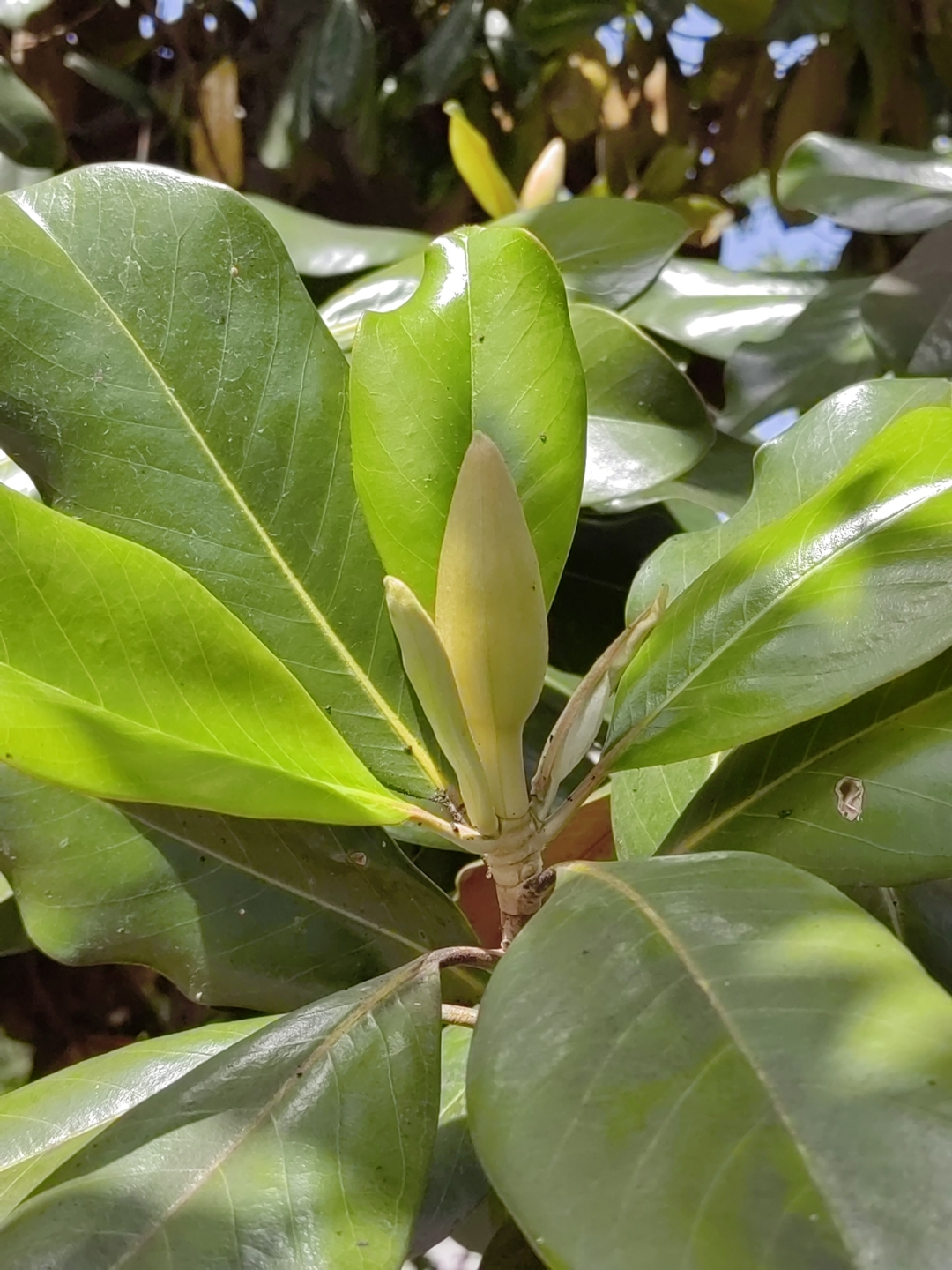 广玉兰花期(广玉兰开几次花) 广玉兰花期(广玉兰开几次花)