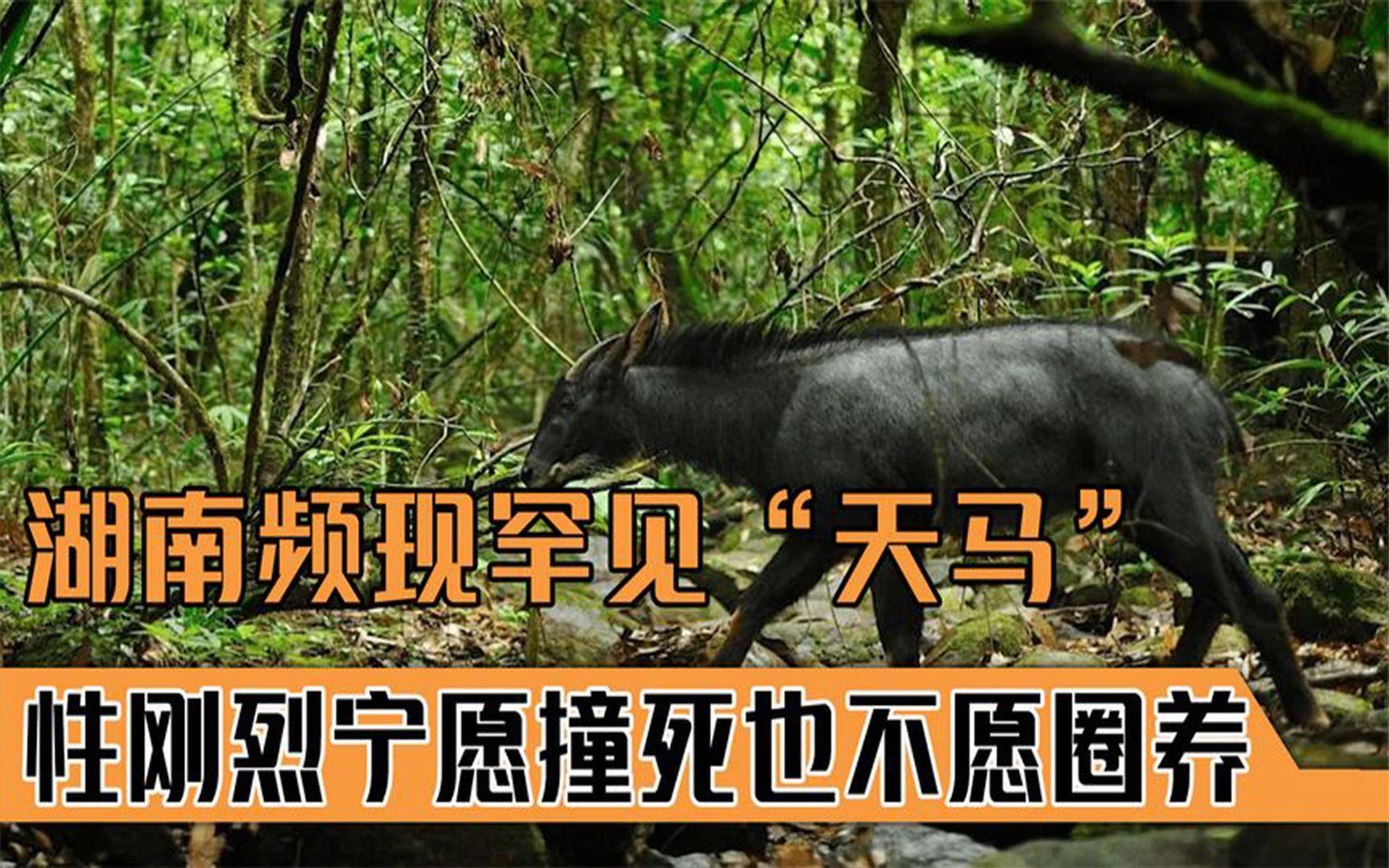 关于8天5“虎”被逮捕通报曾现罕见之处的信息 关于8天5“虎”被逮捕通报曾现罕见之处的信息