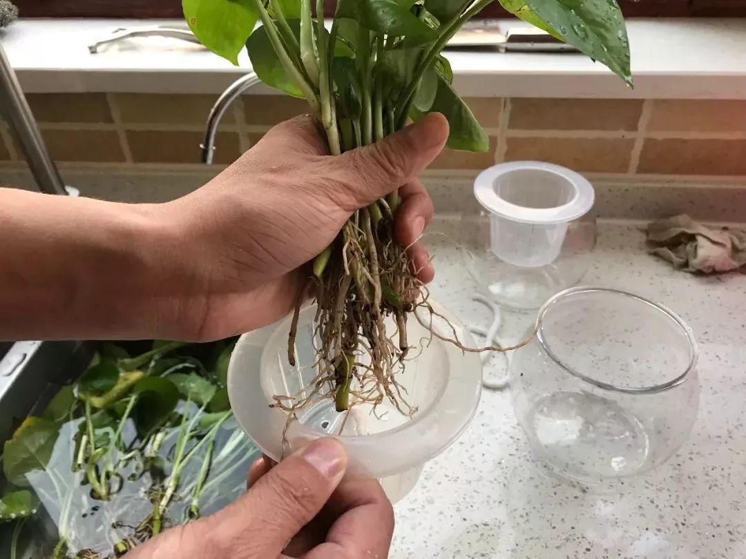 绿萝水培怎么养才能更旺盛(绿萝水培怎么养才能更旺盛又长藤)