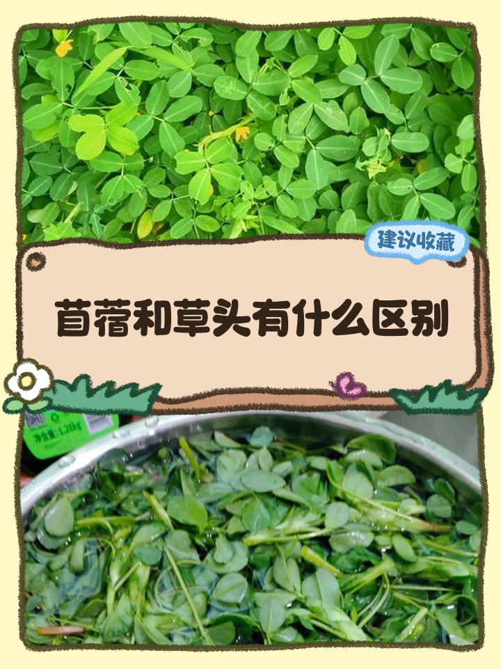 苜蓿是凉性还是热性(苜蓿是凉性还是热性蔬菜)