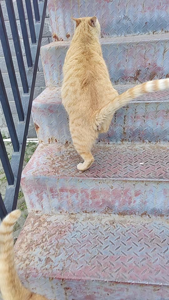 猫进家里是什么预兆(猫进家里是什么预兆如何破)