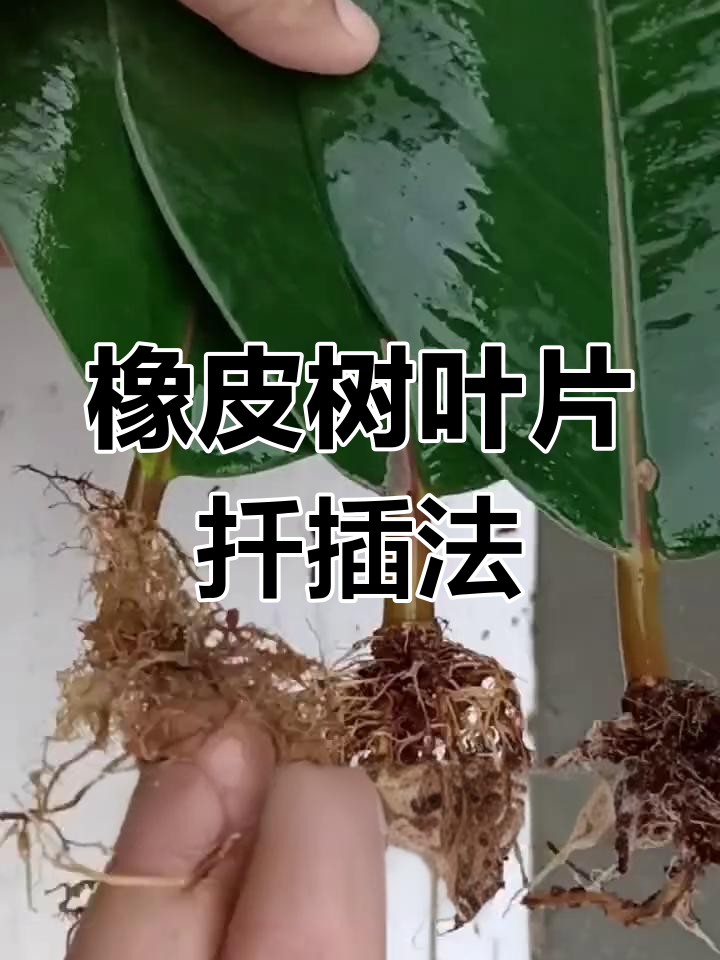 新移栽的树多久生根(新移栽的树多久可以施肥)