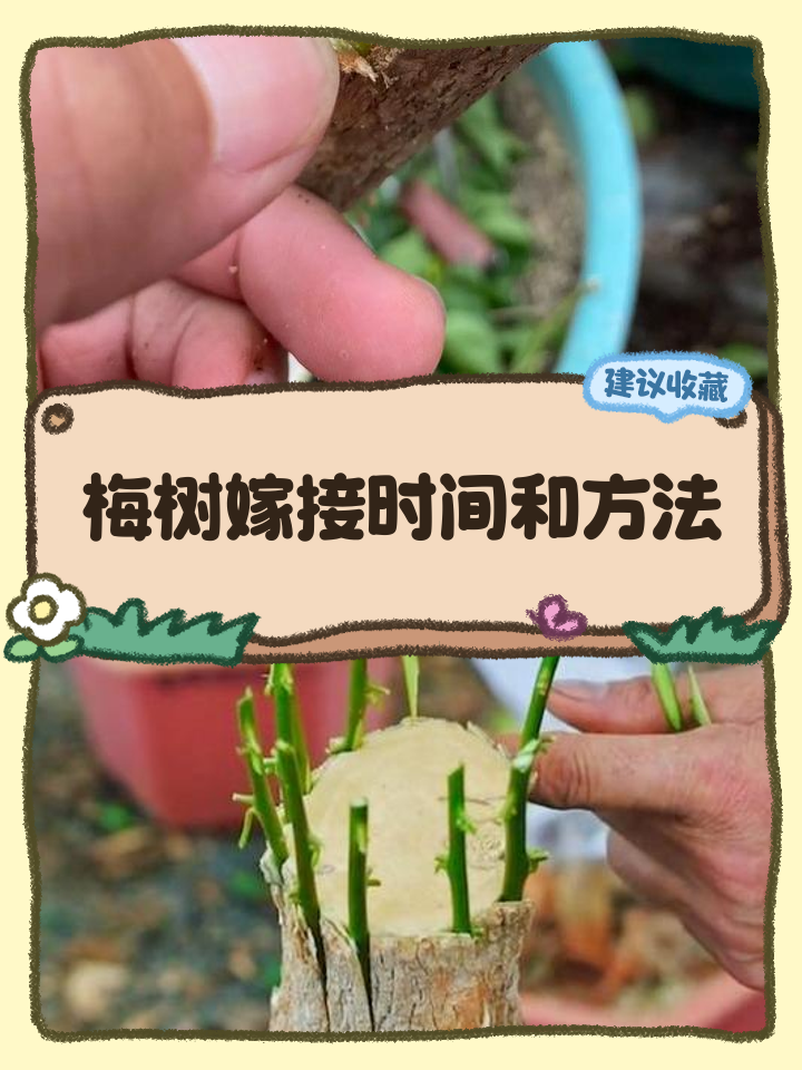 新移栽的树多久生根(新移栽的树多久可以施肥)