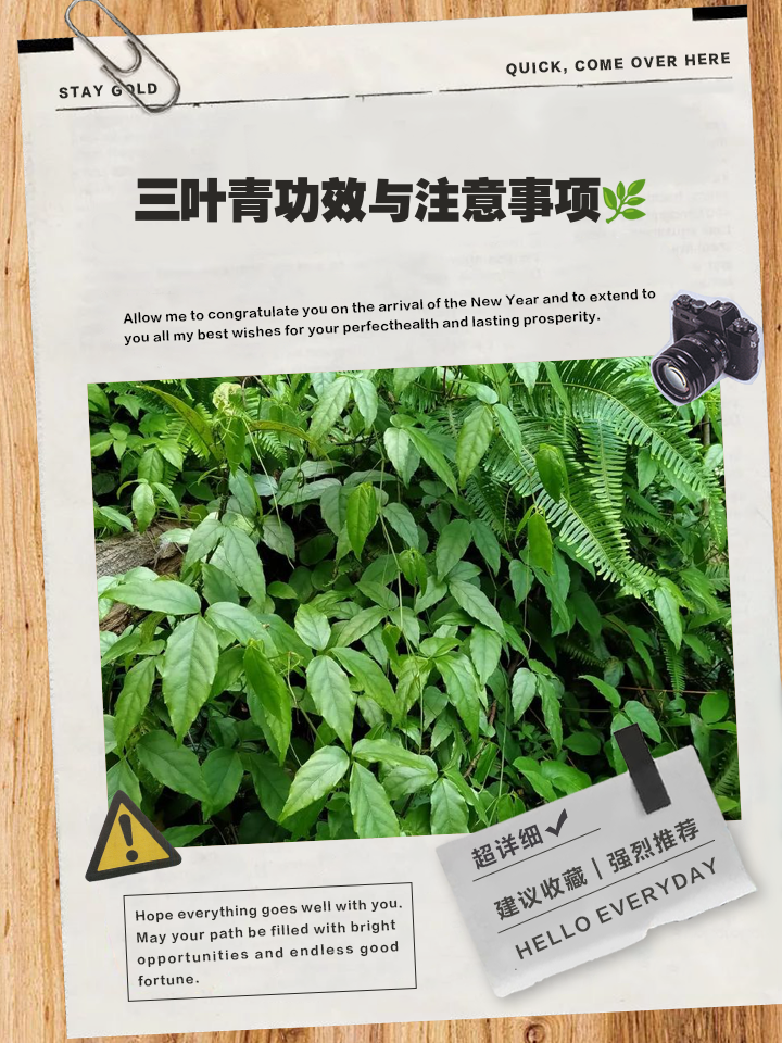 三叶草的含义(三叶草寓意是什么意思)