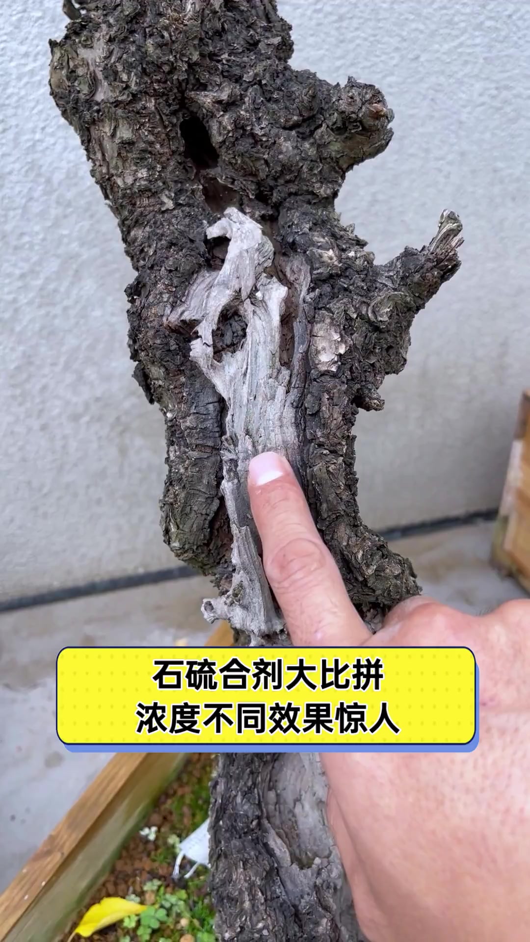 石硫合剂毒性对人有害吗(石硫合剂对人体伤害大不大)