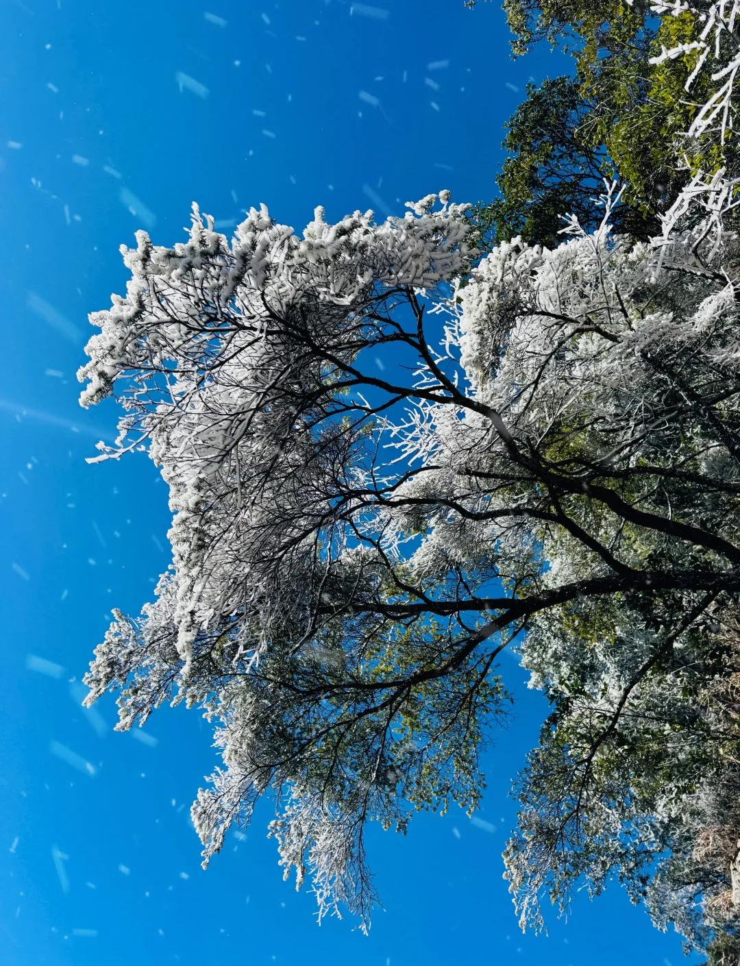 莽山天气(莽山天气预报一周 7天准确)
