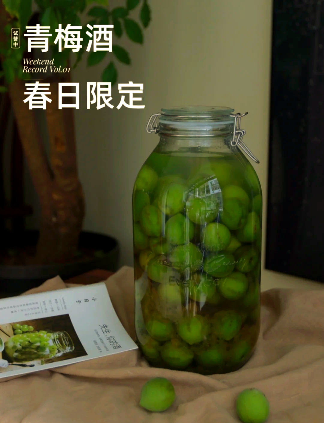 自制青梅酒的危害(自制青梅酒的危害有多大) 自制青梅酒的危害(自制青梅酒的危害有多大)
